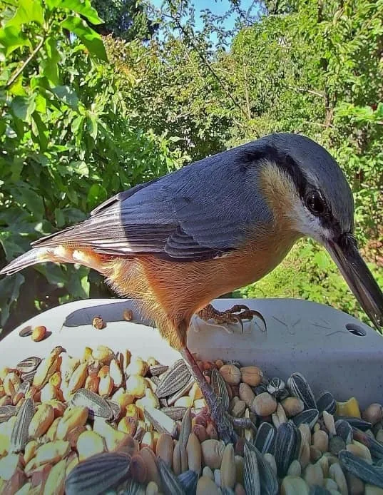 Bird Buddy bird photo example showing a nuthatch at the feeder