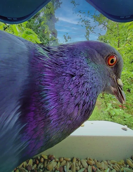 Bird Buddy camera sample highlighting sharper focus on a bird