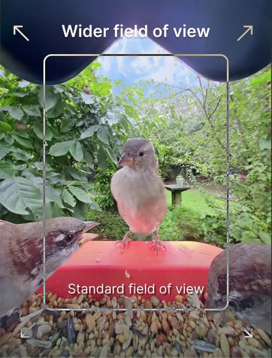 Bird Buddy camera sample showing wider field of view with a bird